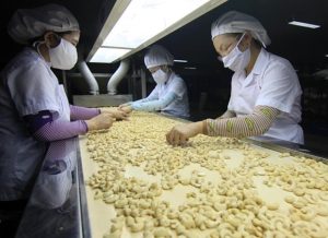 cashew industry wodagri
