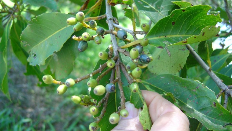 Litsea glutinosa tree