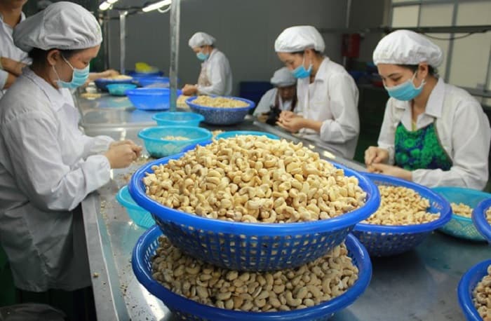 promoting cashew export