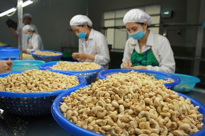 cashew production process wodagri1