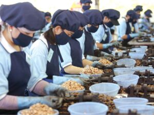 cashew processing wodagri2